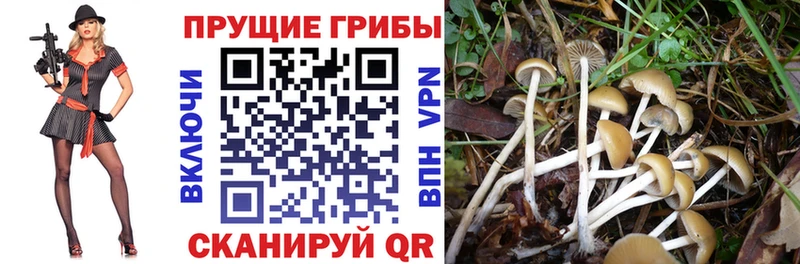 Псилоцибиновые грибы мухоморы  закладка  Иваново 